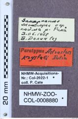 Etikette zu Adrastus kryshtali (Dolin, 1988) (NHMW-ZOO-COL-0008880)